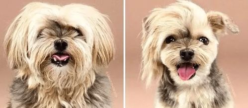 宠物美容行业议价博弈 5%的店主如何优雅成交？