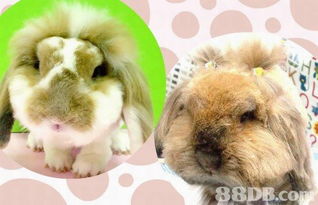 宠物美容 宠物咖啡馆的贴心服务与艺术享受