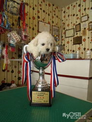 乐狗泰迪 一站式爱宠乐园，从繁殖到美容的专属呵护